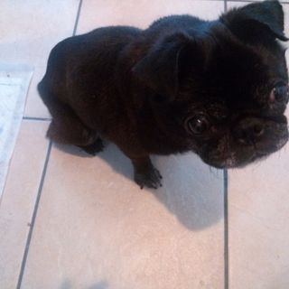 pet2014-07-19-5-28685845679_th320