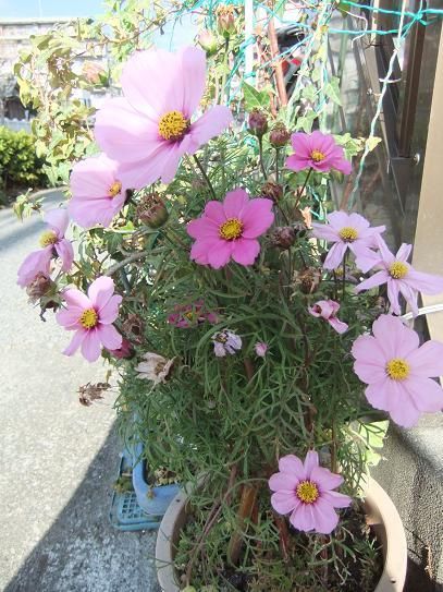 11月8日(日)家のコスモス咲いています。