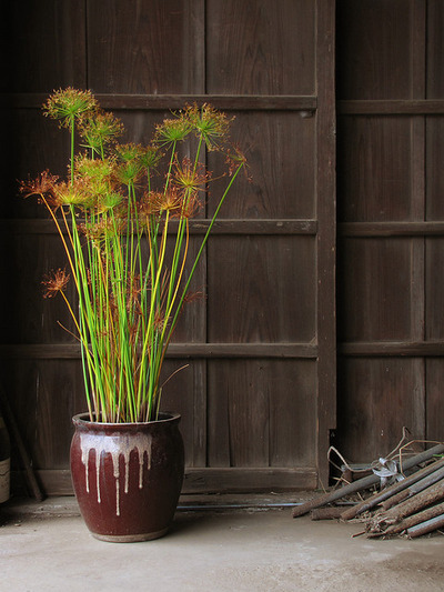 Tokyo Potted Gardens 東京植木鉢 Nemury