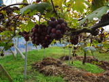 DSC00377