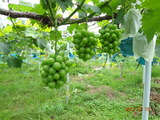 DSC00307