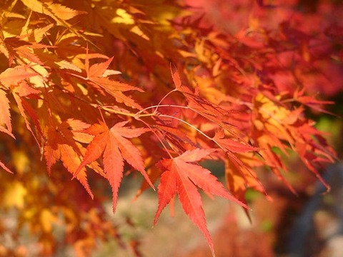 Hobby_AUTUMN_005S