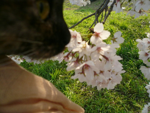 12お花見4