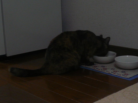 14実家から帰ってガツガツ2