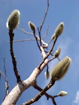 kiyosato_002
