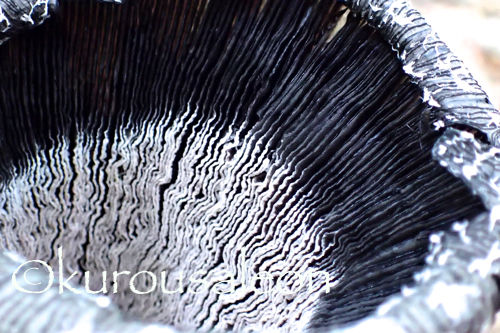P6260108