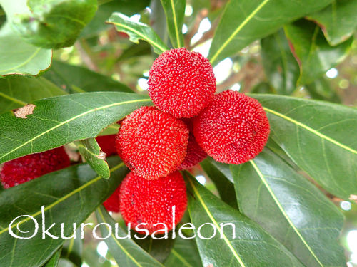 P6250051 copy