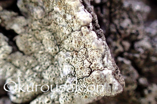 P3050056