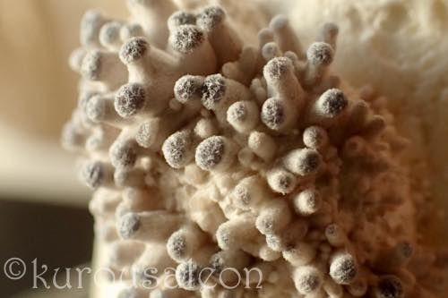 th_P1170012