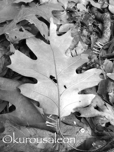 RIMG0099 copy