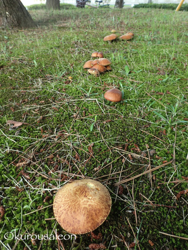 P7070044