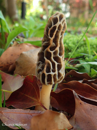 P4230041
