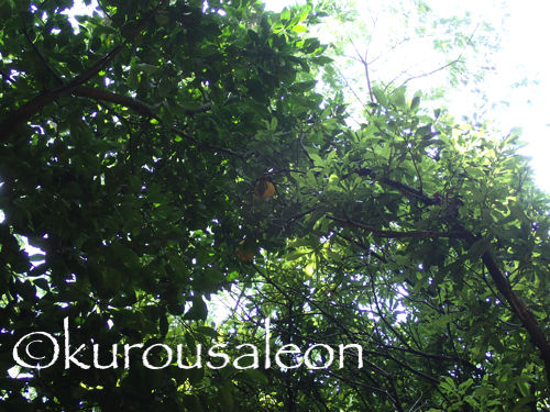 P7100062 copy