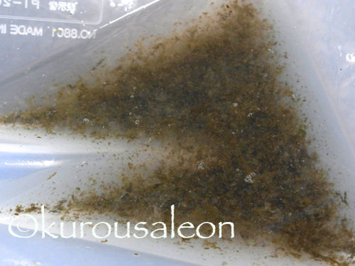 RIMG0035 copy