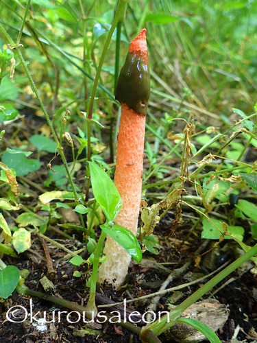 P6110224