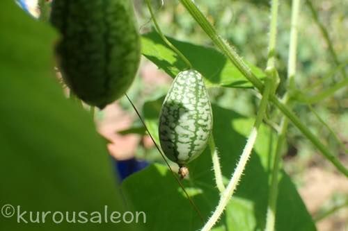 th_PA010160