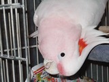 最近のくるみ2