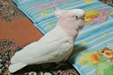 俺の新年