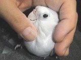 WF�ʥۥ磻�ȥե������ˤΰ���4