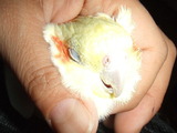WF�ʥۥ磻�ȥե������ˤΰ���8