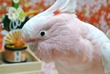 俺の新年4a