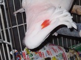 最近のくるみ1