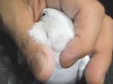 WF�ʥۥ磻�ȥե������ˤΰ���9