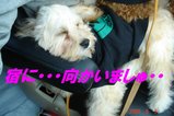 やどに・・・