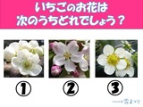 3択クイズ