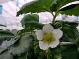 さがほのか花