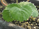 DSCN46274
