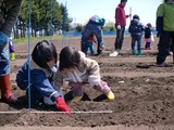 0513畑の学校5