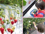 いちごのお世話収穫
