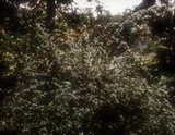 yukiyanagi