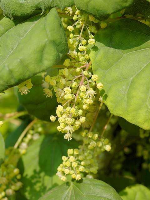 コウモリカズラ 蝙蝠葛 こうもりかずら Siberian moonseed 南雲 写真 植物図鑑