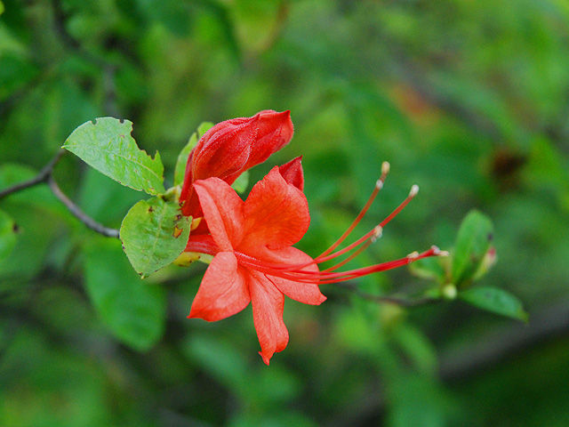 ナツザキツツジ 夏咲き躑躅 なつざきつつじ Plum Leaf Azalea