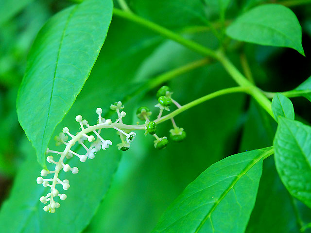 ヨウシュヤマゴボウ(実) 洋種山牛蒡 ようしゅやまごぼう Pokeweed
