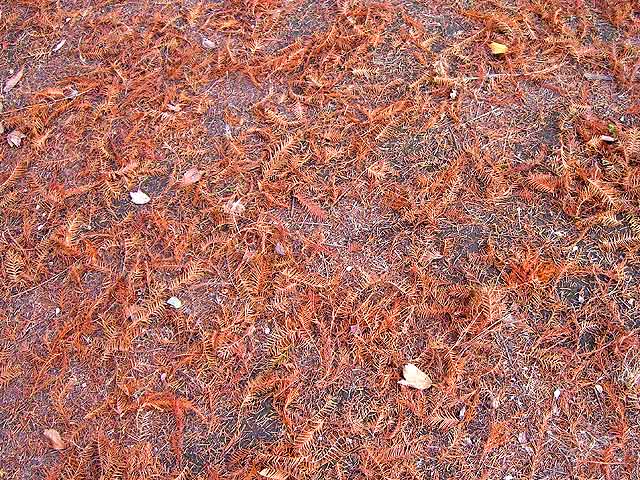メタセコイア(落葉) めたせこいあ Dawn Redwood メタセコイア