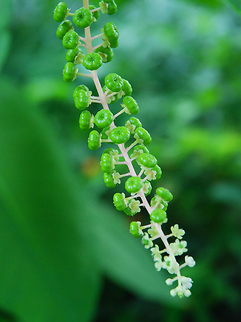 ヨウシュヤマゴボウ(実) 洋種山牛蒡 ようしゅやまごぼう Pokeweed