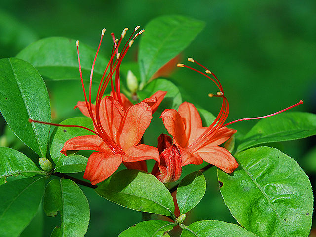 ナツザキツツジ ナツザキツツジ 夏咲き躑躅 Plum_Leaf_Azalea