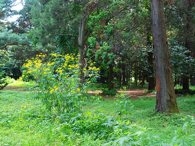 キクイモモドキ 菊芋擬き きくいももどき False Sunflower キクイモモドキ