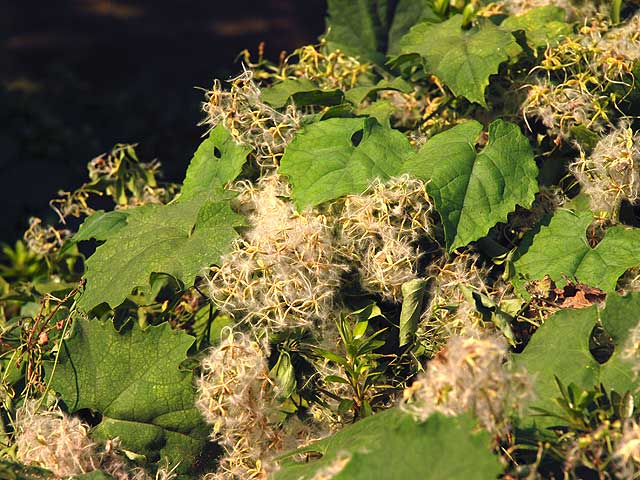 センニンソウ 仙人草 センニンソウ せんにんそう Sweet_Autumn_Clematis