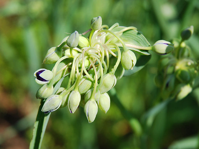 オオムラサキツユクサ オオムラサキツユクサ 大紫露草 Virginia_spiderwort