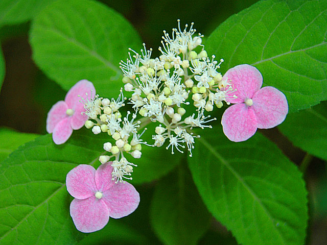 ガクアジサイ ガクアジサイ 額紫陽花 がくあじさい Lacecap_Hydrangeas