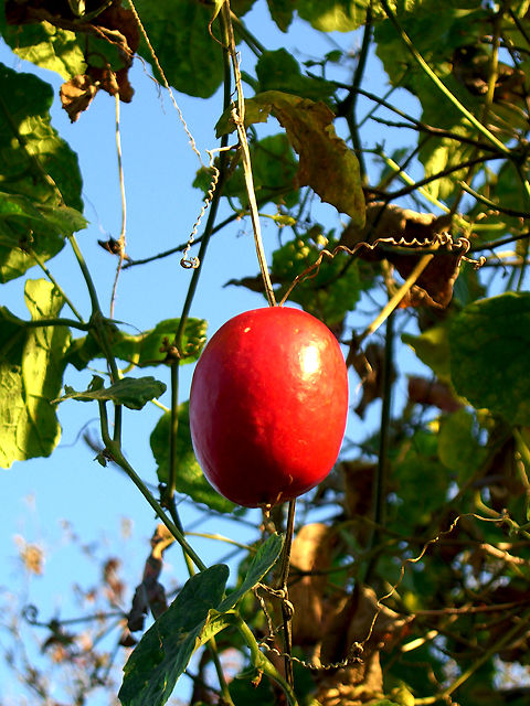 カラスウリ カラスウリ 烏瓜 からすうり Japanese_snake_gourd