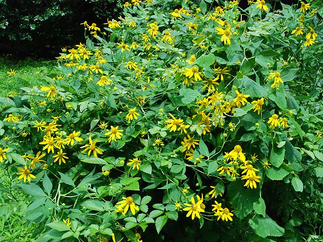 キクイモモドキ 菊芋擬き きくいももどき False Sunflower キクイモモドキ
