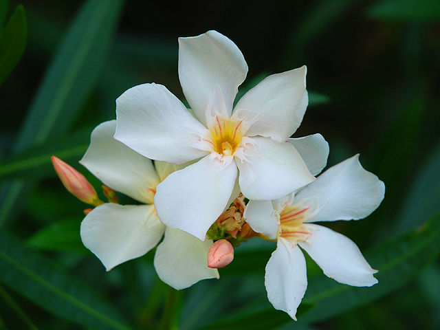 キョウチクトウ キョウチクトウ 夾竹桃 きょうちくとう Oleander