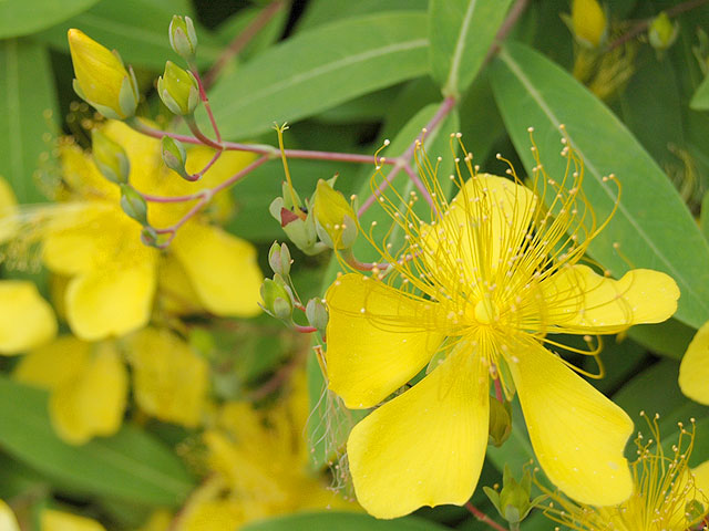 ビヨウヤナギ 美容柳 未央柳 びようやななぎ Hypericum ビヨウヤナギ