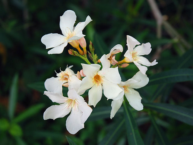 キョウチクトウ キョウチクトウ 夾竹桃 きょうちくとう Oleander