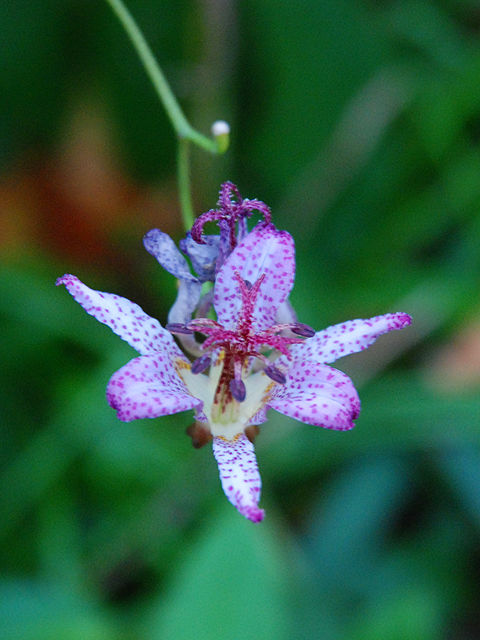 タイワンホトトギス タイワンホトトギス 台湾杜鵑草 Taiwanese_toad_lily